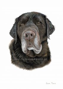NEW BLACK PAPER DRAWING ** – Zara's pet portraits and wildlife art