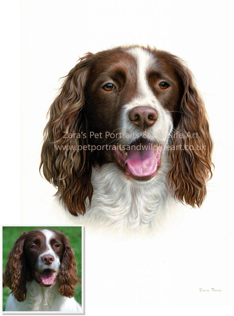 A good reference photo makes such a difference. Zara's pet portraits and wildlife art.co.uk