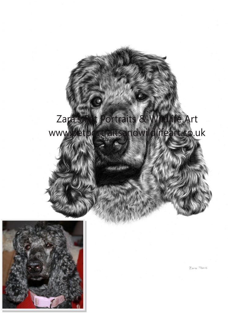 Drawing Curly Fur in Graphite Pencil – Zara's pet portraits and wildlife  