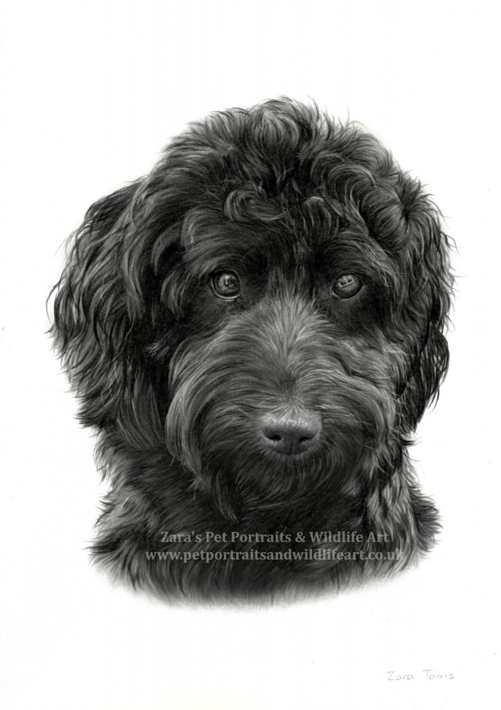 Meet Harley Zara's pet portraits and wildlife art.co.uk