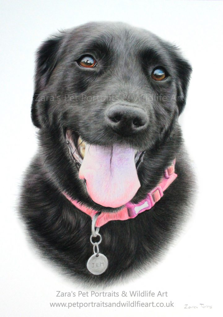 Meet Jem ) Zara's pet portraits and wildlife art.co.uk