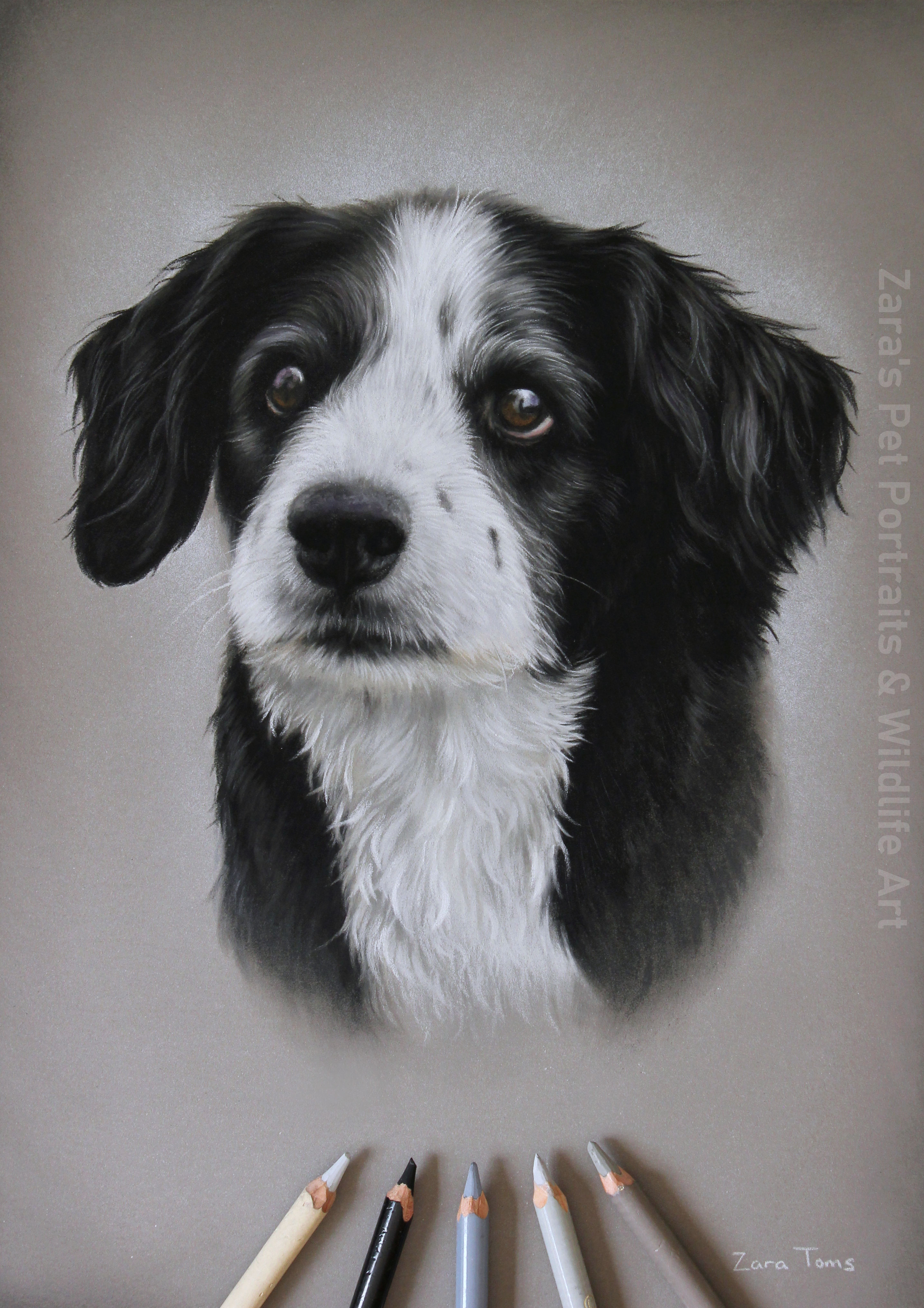 Meet Kez ) Zara's pet portraits and wildlife art.co.uk