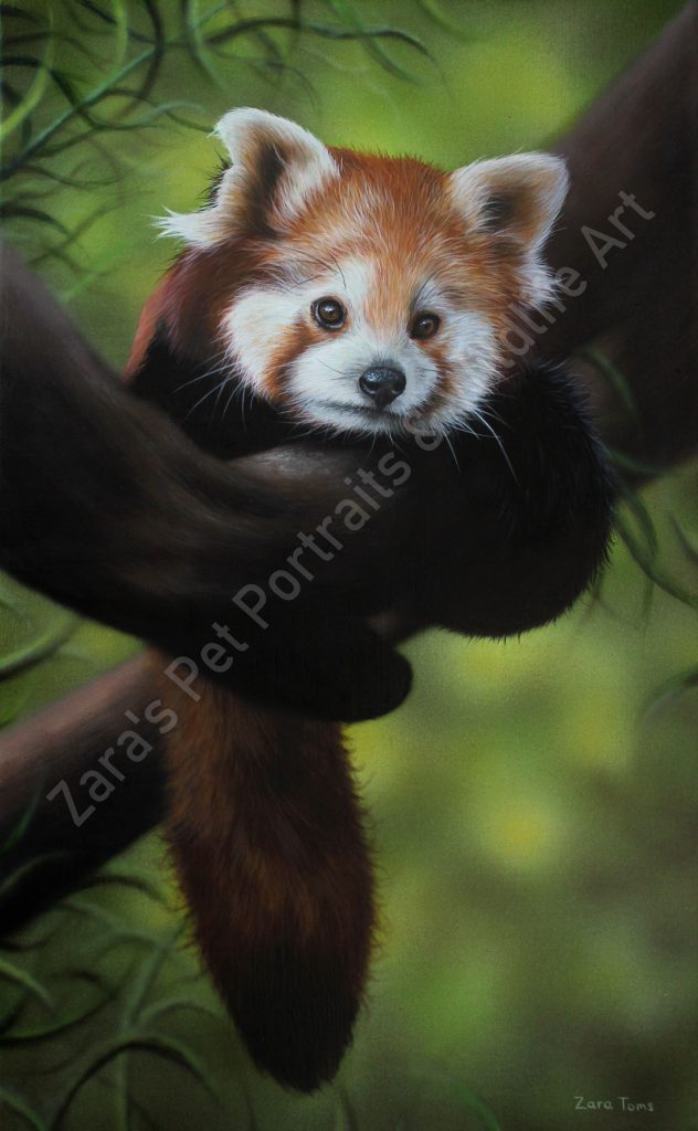 Red Panda acrylic painting