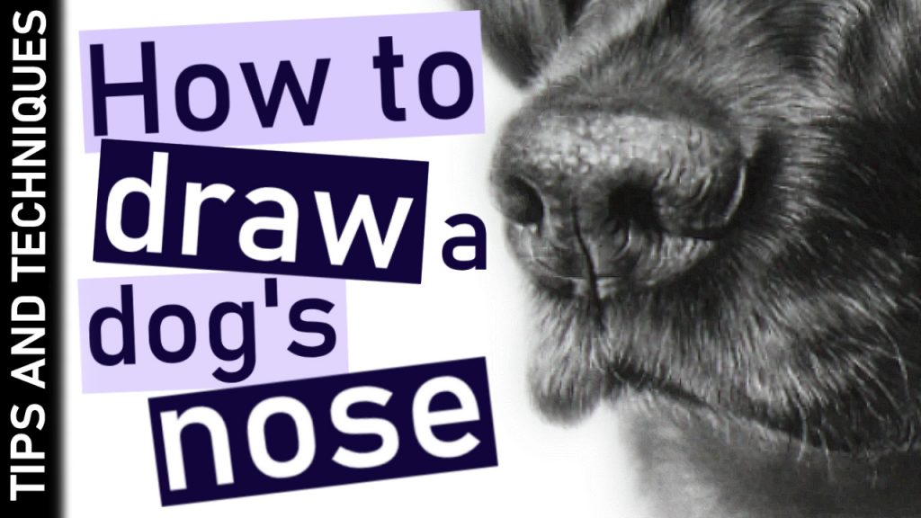 How to draw a dog nose in graphite Zara's pet portraits and wildlife