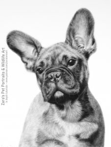 French bulldog drawing graphite tutorial