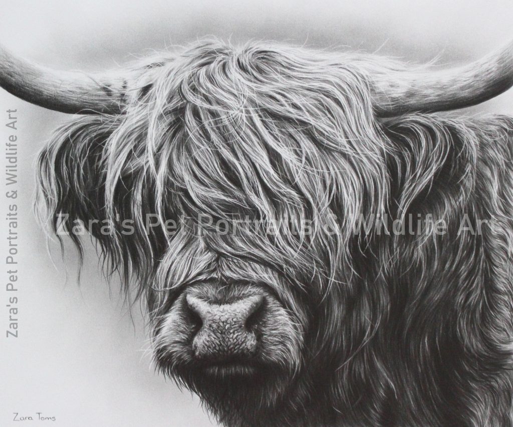 Highland Cow drawing for sale