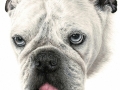 Bulldog