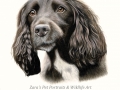 Cocker Spaniel