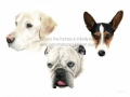 Triple pet portrait