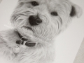 Alfie