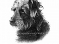 'Terrier'