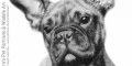 6" x 8" French Bulldog graphite drawing
