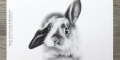 8" x 12" rabbit graphite drawing