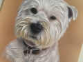 'Alfie'
