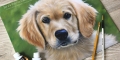 10" x 12" acrylic Golden Retriever puppy painting
