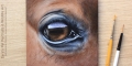 4" x 4" horse eye study acrylic painting