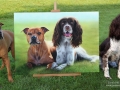 'Maisey & Lexie' 29" x 21" Acrylic on canvas