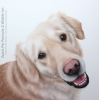 'Jazmin' 12" x 12" pastel drawing