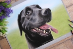 'Alfie' A4 (8.3" x 11.7") Pastel Drawing