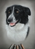 'Benny' A3 (11.7" x 16.5") Pastel Drawing