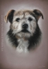 'Lilly' A4 (8.3" x 11.7") Pastel Drawing