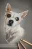 'Cleo' A4 (8.3" x 11.7") Pastel Drawing