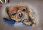 'Freddie' A4 (8.3" x 11.7") Pastel Drawing