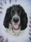 'Freddie' A4 (8.3" x 11.7") Pastel Drawing