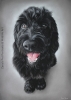 'Paddington' A3 pastel drawing