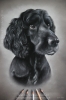 'Archie' A3 (11.7" x 16.5") Pastel Drawing