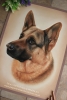 'Koda' 14" x 20" Pastel Portrait