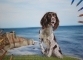 'Lexie' A3 (11.7" x 16.5") Pastel Drawing