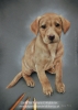 'Nala' A4 (8.3" x 11.7") Pastel Drawing