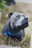'Ranger' A4 (8.3" x 11.7") Pastel Drawing
