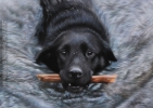 'Blue' A4 (8.3" x 11.7") Pastel Drawing