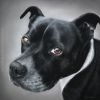 'Albert' 10" x 10" pastel portrait
