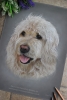 'Charlie' A3 (11.7" x 16.5") Pastel Drawing
