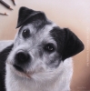 10" x 10" Pastel Portrait