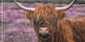 Original 'Highland Cow' FOR SALE 12" x 20" with a 2" double mount pastel portrait
