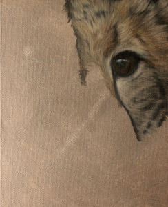 Cheetah close stage 1