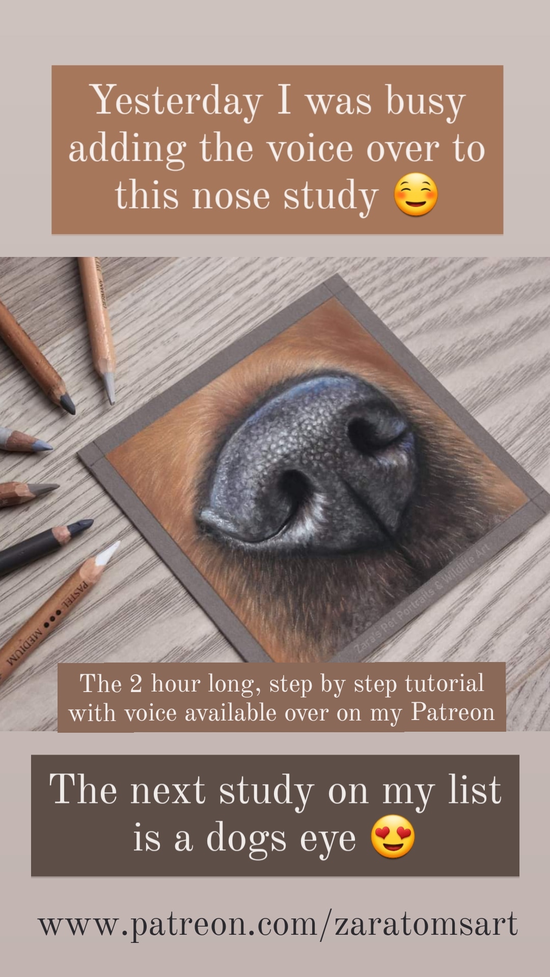 PATREON Nose Study Zara's pet portraits and wildlife art.co.uk